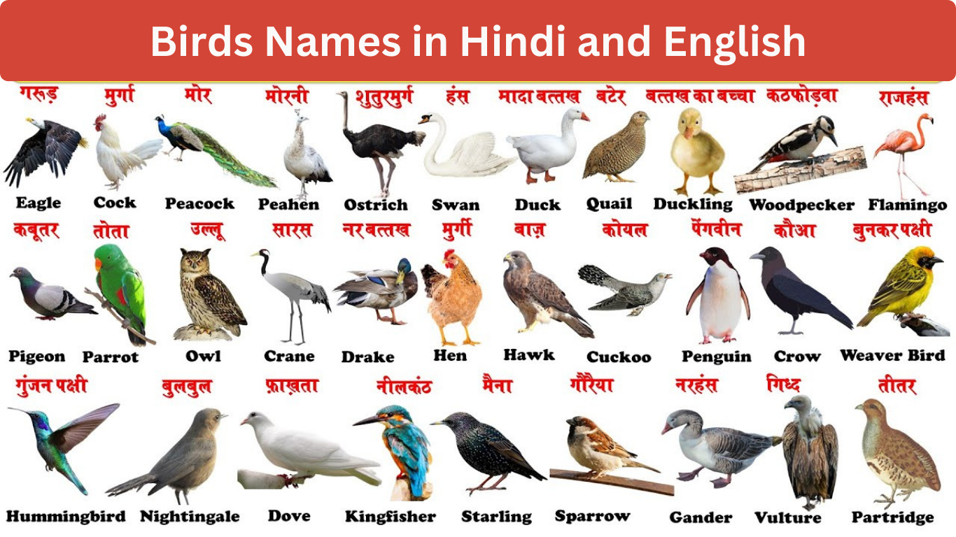 birds name